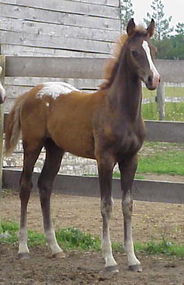 Unamed 2007 Colt at 3 months.