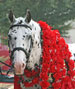 His Mir Image - 2007 Sporthorse National Champion