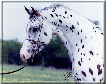 A Mir Image - Beautiful Head Shot